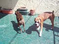 BOXER EUROPEOS MEXICO IMPERIAL BOXERS ANUNCIA CRUZA DE DORJET Y BALU,