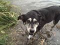 *ADOPTED* Sasha 4527047 Humane Society Colorado Adopt
