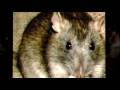 Pest Control