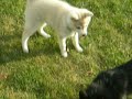 Klee kai vs. Schipperke