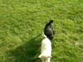 videos de Klee kai vs. Schipperke