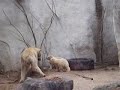 IJsberen Ouwehands dierenpark