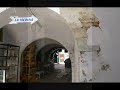 hammamet   a medina as bowgainvilleas o azul e o branco