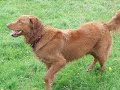 Toller Fun! Toller Fun!