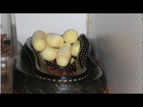 YouTube reptile video