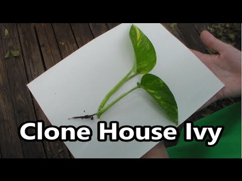 how to care for devil's ivy