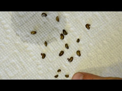 how to collect cedar seeds