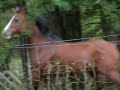 Sassy Horse Steps Out Sassy Horse Steps Out
