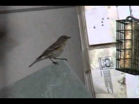 dreamhobbies - This Yellow Rumped Warbler is one of many birds that visit my backyard frequently now that the Sparrow Population has been reduced in the area surrounding my...