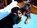pui de ciobanesc german si rotwiler jucanduse pui de ciobanesc german si rotwiler jucanduse