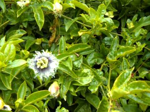 how to transplant passion fruit