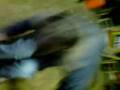 videos de lee break dancing