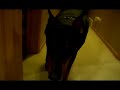 Doberman Attack Caught On Tape