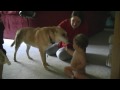 videos de Stephen, Josiah, and Maple