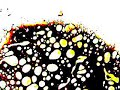 Balsamico Performance - Fluxus Video Balsamico Performance - Fluxus Video