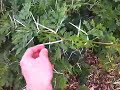 video15.mov Video