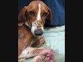 video if animal abuse and how i feel about it