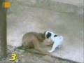 videos de Conferindo o Tamanho