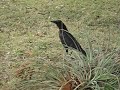 Squawk Squawk