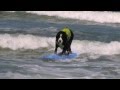Surfing California Surf Dogs as seen on ABC-TV & FOX News - by Tony Perri, Surf's Up Studios