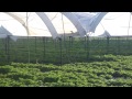 Cultivarea capsunelor in tunele Tehnologia de cultivare: Cultivarea capsunelor in tunele