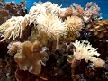 Meu Aquario marinho. 
