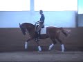 DJAMILIA:Hanoverian mare for sale DJAMILIA:Hanoverian mare for sale