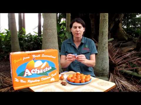 how to grow achacha from seed