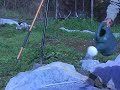 Organic Lettuce Gardening : Watering Organic Lettuce Seeds Organic Lettuce Gardening : Watering Organic Lettuce Seeds
