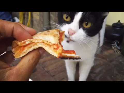 Liefje de poes