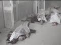 Bannu blast Bannu blast