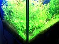 ilgio's Plant Aquarium Tank
