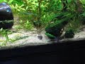 Juvenile hoplos & clown loaches