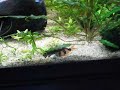 Juvenile hoplos & clown loaches