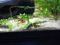 Juvenile hoplos & clown loaches