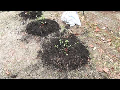how to trim satsuma trees