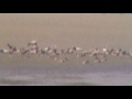 Morman Lake Elk