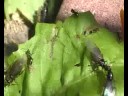 niger mating flight