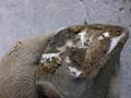 Rebalancing a donkey's deformed hooves