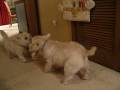 videos de Fighting over gumby