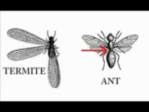 TERMITES VS ANT