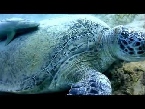 See video