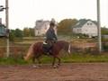 HORSES FOR SALE - NEW. Visit our site www.horsesforsale.lt