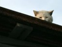 Aliced Twilightz 3rd Album【FA RAMUNE GIDGET】 ♪Gallico ~野良猫編