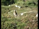 Birds Norway: Plover-Redshank