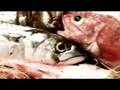 spot dzero pescador castellano