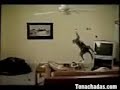 kittens-getting-scared.html