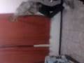 granps.3gp