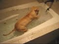 Bathtime for Kitty