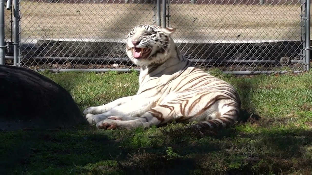 A Day With Big Cats | The Long Walk Home
